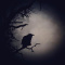 Raven of Erin