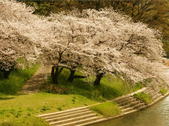 Blooming flowers of cherry trees!